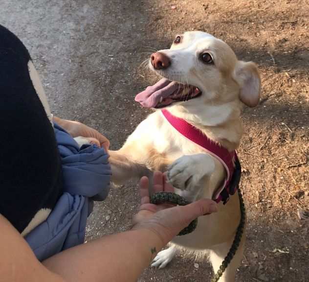 Lulugrave 8anni rimasta sola URGENTE ADOZIONE MILANO