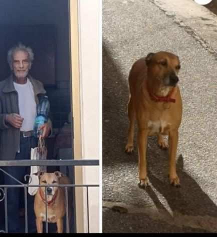 Luna 8anni padrone morto finita in strada Reggio Calabria