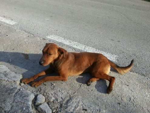 LUNA E BROWN, due cucciolotti in cerca di amore