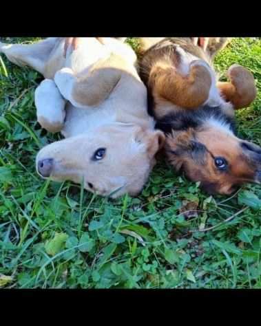 Luna e Zoe cucciole