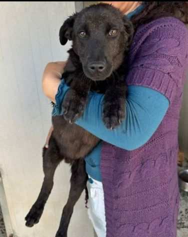 Lupin cucciolo 4 mesi in adozione gratuita