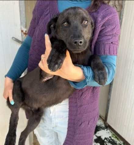 Lupin cucciolo 4 mesi in adozione gratuita