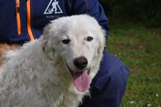 LUTERO - cucciolo taglia media in adozione