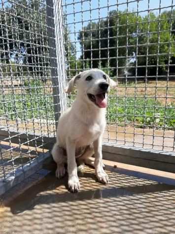 Lycia una dolcissima cucciolotta in cerca di una adozione