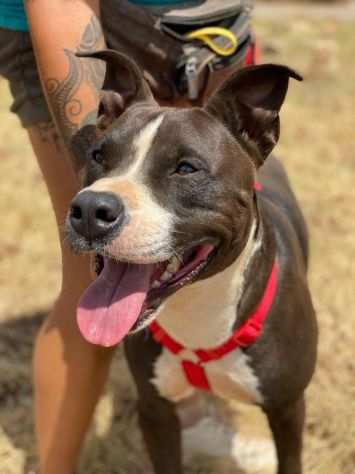 Lynn il magnifico cagnolino