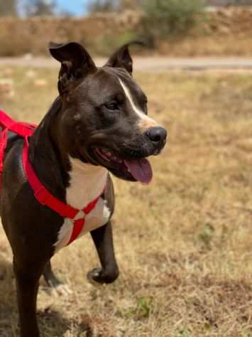 Lynn il magnifico cagnolino