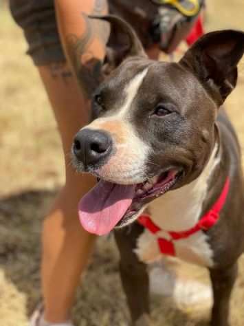 Lynn il magnifico cagnolino