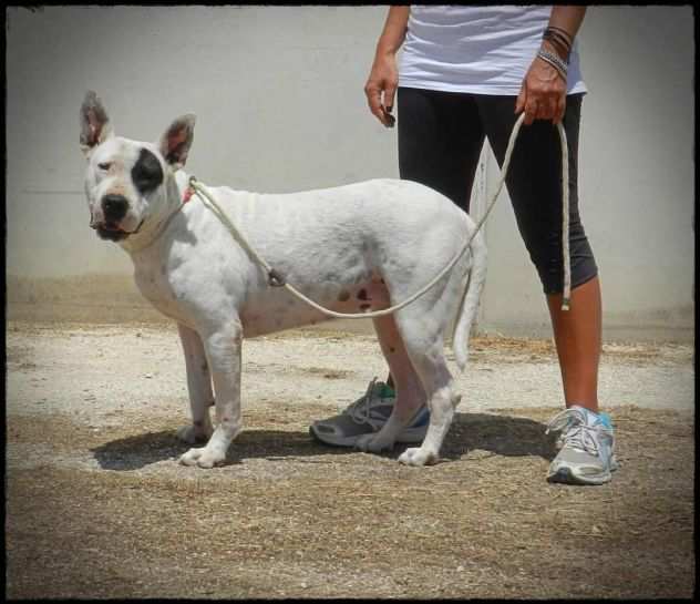 Magda, mix dogo di 5 anni chiede salvezza