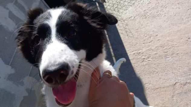 MAGGIE, adorabile cucciola in adozione 