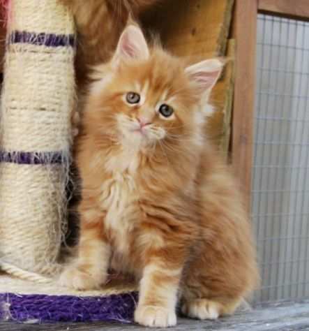 Maine coon cuccioi nati in casa rossi