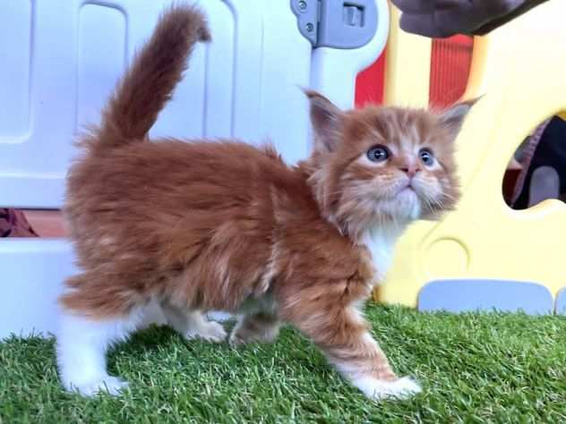 Maine coon cuccioi nati in casa rossi