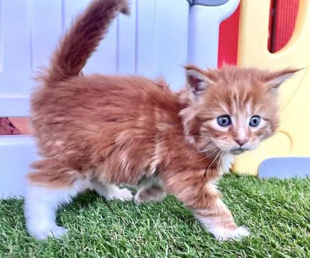 Maine coon cuccioi nati in casa rossi