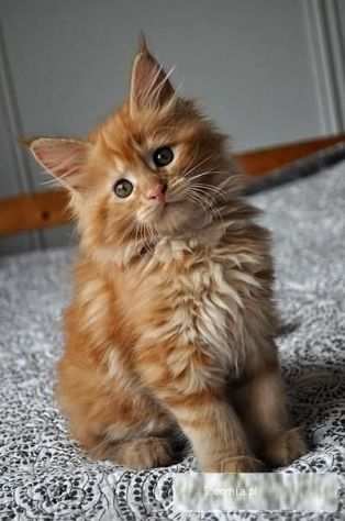 Maine coon cuccioi rossi