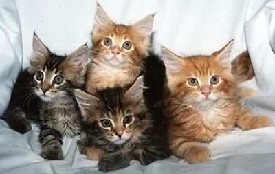 Maine coon cuccioli - pagamento rateale