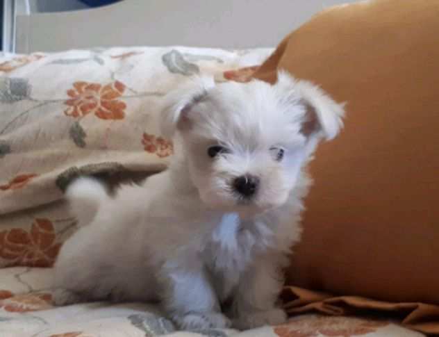 Maltese adorabile cucciolo