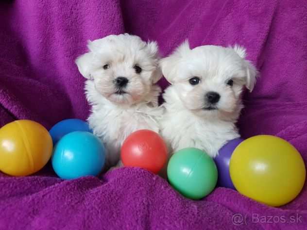 Maltese amp Maltesi cuccioli da 60 euro al mese