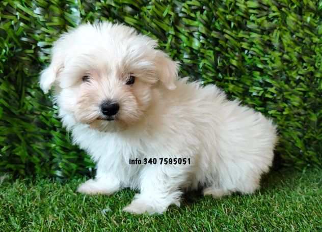 Maltese amp Maltesi cuccioli da 60 euro al mese