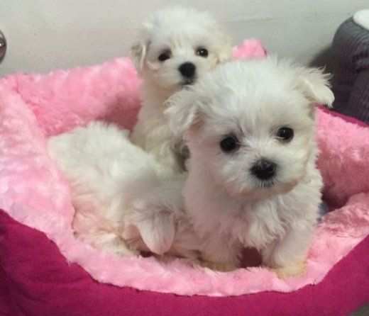 Maltese amp Maltesi cuccioli da 70 euro al mese