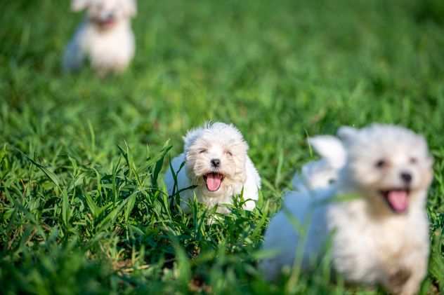 MALTESE CUCCIOLI