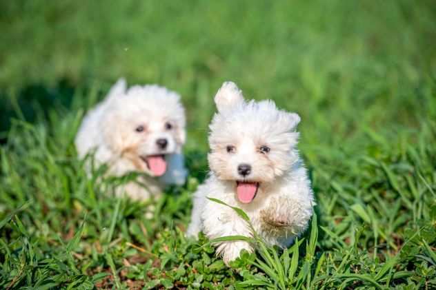 MALTESE CUCCIOLI