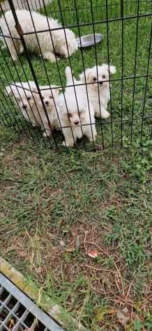 MALTESE CUCCIOLI