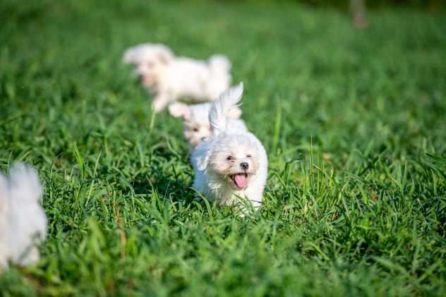 MALTESE CUCCIOLI