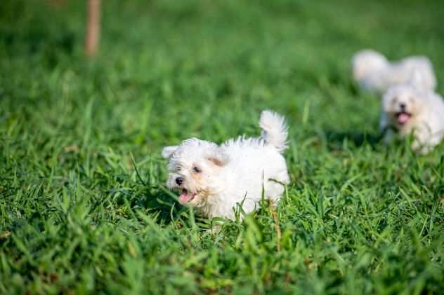 MALTESE CUCCIOLI