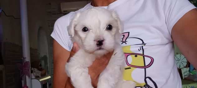 maltese cucciolo