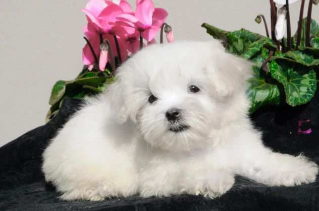 Maltese Cucciolo disponibile