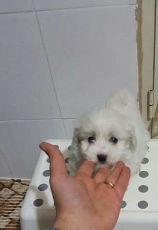 Maltese m toy italiano piccolino bianco subito disponibile con microchip