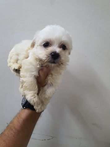 Maltese toy bianco subito disponibile con microchip