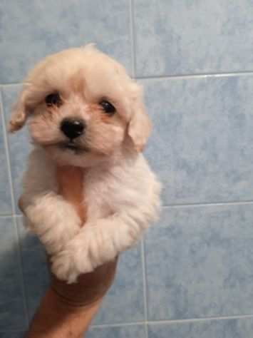 Maltese toy cucciole