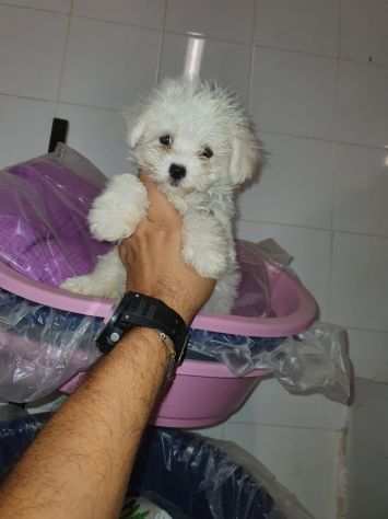 Maltese toy piccolo bianco con vaccino e microchip