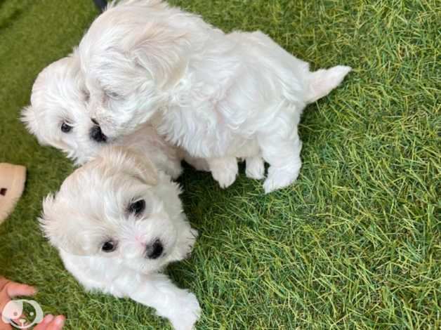 Maltesi cuccioli molto piccoli