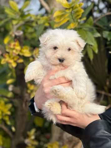 Maltesi Toy con Pedigree