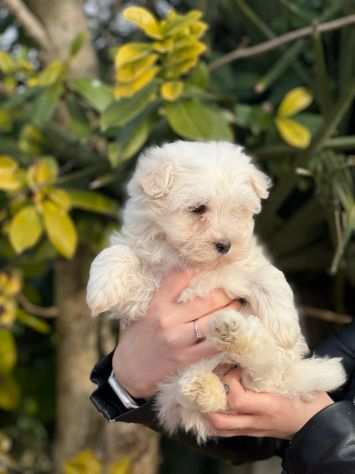 Maltesi Toy con Pedigree