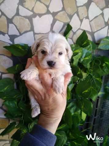 Maltipoo