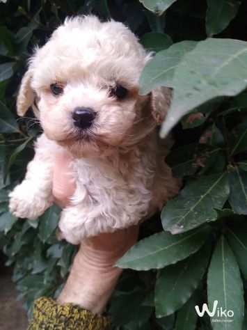 Maltipoo