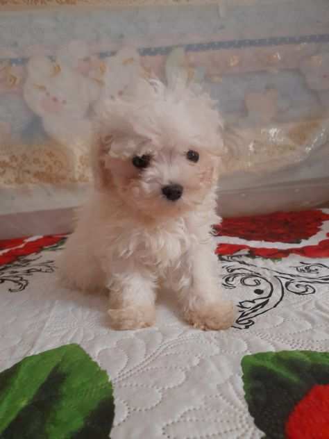 Maltipoo