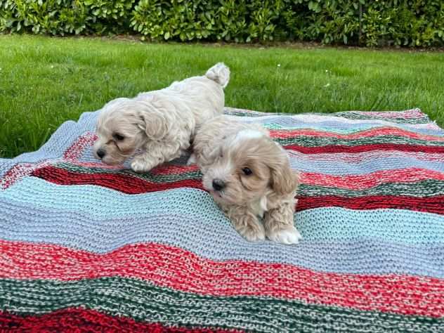 MALTIPOO