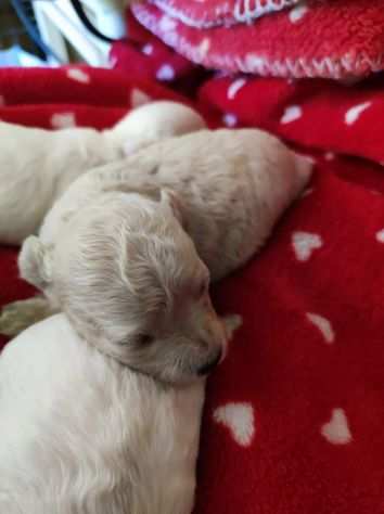 Maltipoo cuccioli