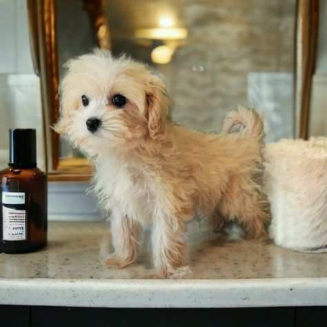 maltipoo cuccioli