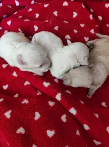 Maltipoo cuccioli