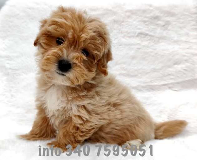 Maltipoo cuccioli da 60 euro al mese