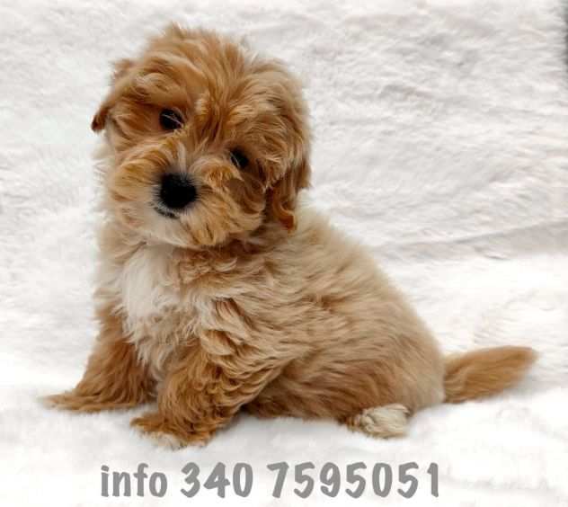 Maltipoo cuccioli da 60 euro al mese