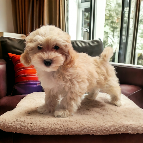 MALTIPOO CUCCIOLI - pagamento rateizzabile