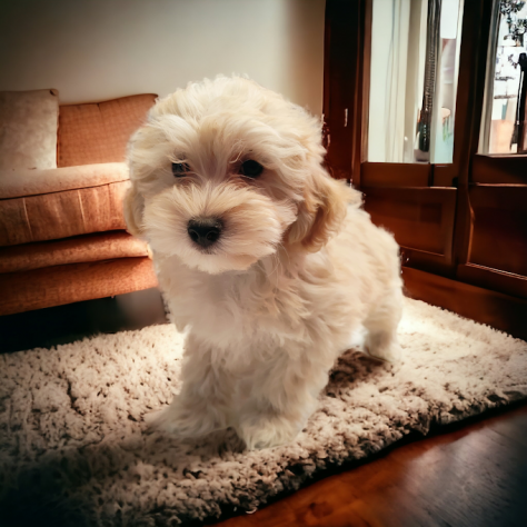 MALTIPOO CUCCIOLI - pagamento rateizzabile