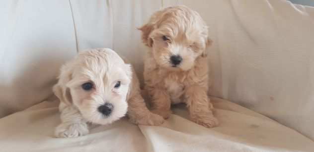 Maltipoo maschietti