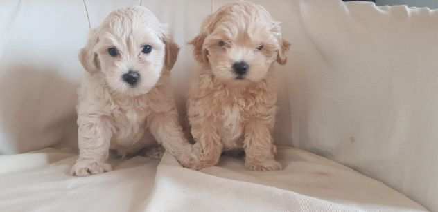 Maltipoo maschietti