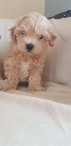 Maltipoo maschietti